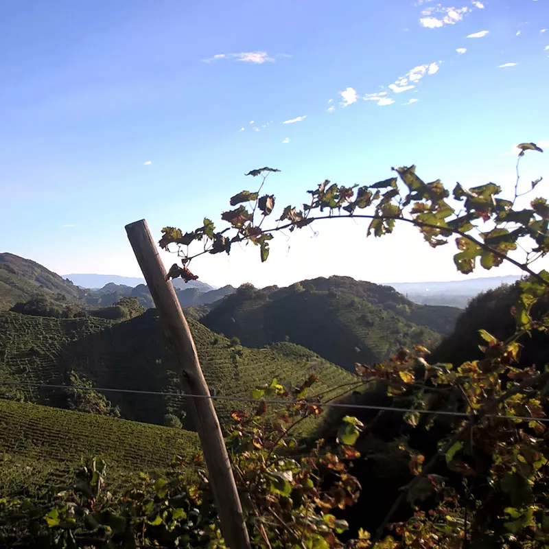 Azienda Agricola al Molinetto - colline conegliano valdobbiadene docg