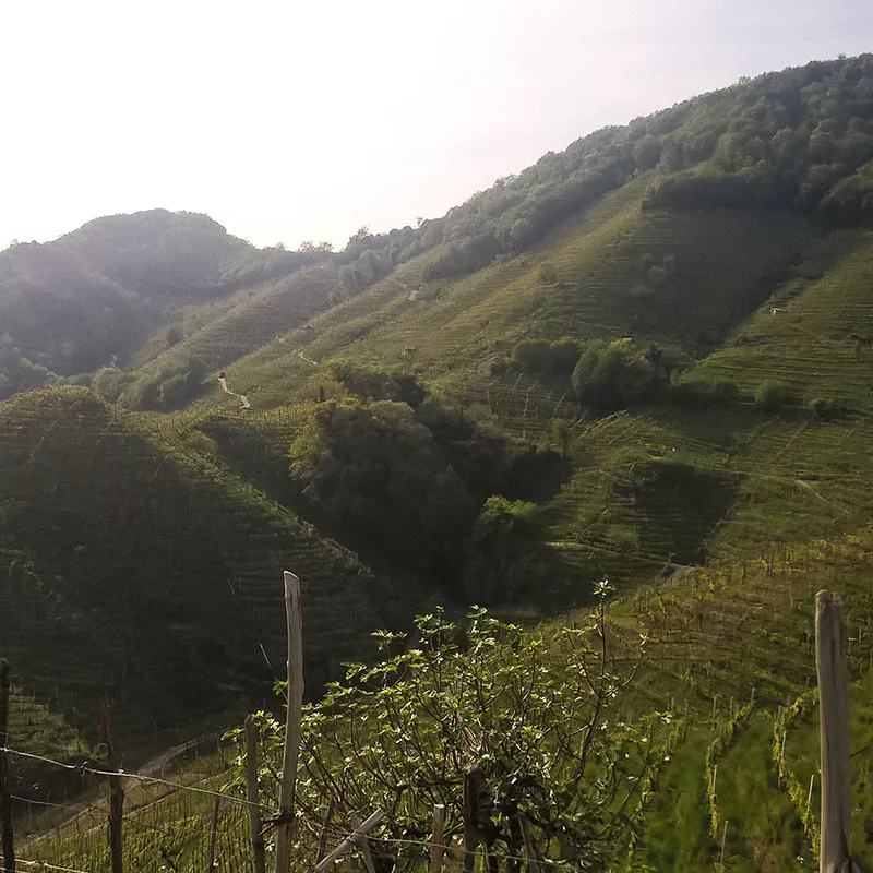 Azienda Agricola al Molinetto - coltivazione eroica vigneti conegliano valdobbiadene