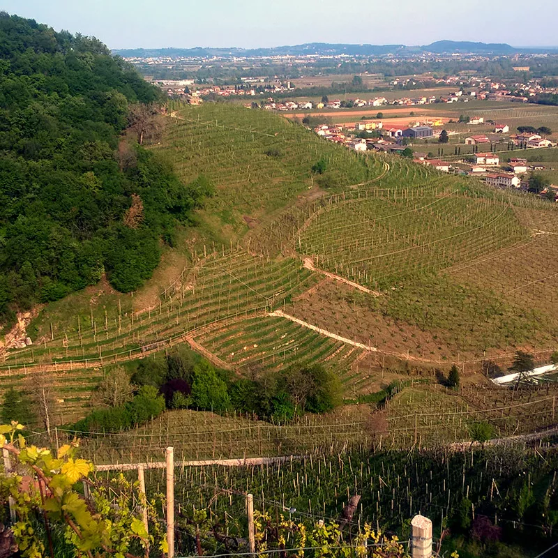 Azienda Agricola al Molinetto - territorio del conegliano valdobbiadene prosecco superiore