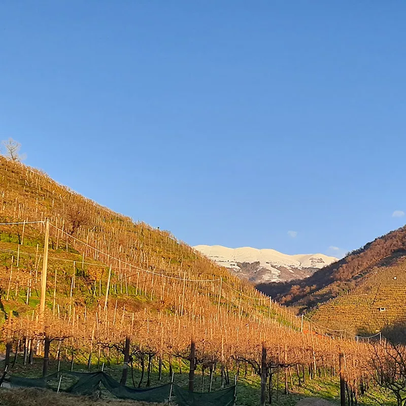 vigneti del conegliano valdobbiadene prosecco superiore docg