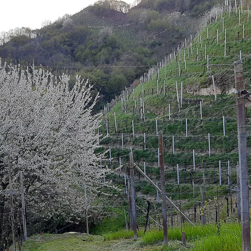 vigneti del conegliano valdobbiadene prosecco superiore docg