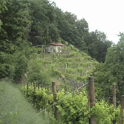 vigneti del conegliano valdobbiadene prosecco superiore docg
