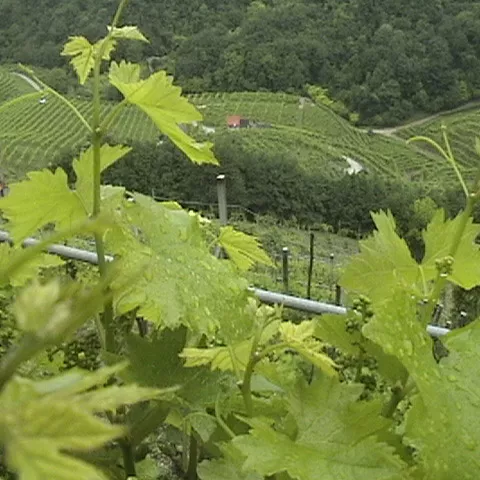 vigneti del conegliano valdobbiadene prosecco superiore docg