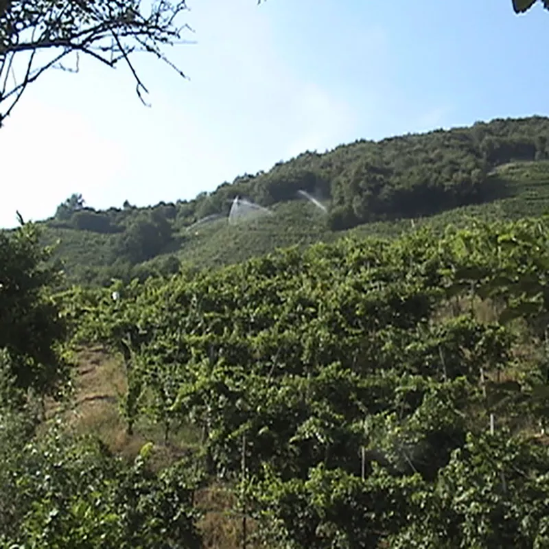 vigneti del conegliano valdobbiadene prosecco superiore docg