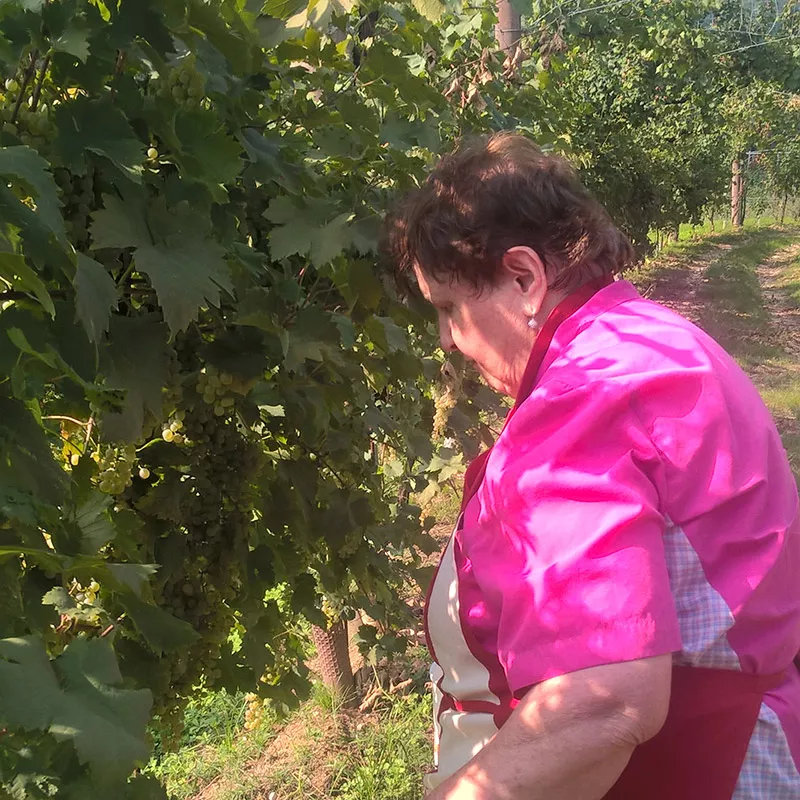 vigneti del conegliano valdobbiadene prosecco superiore docg
