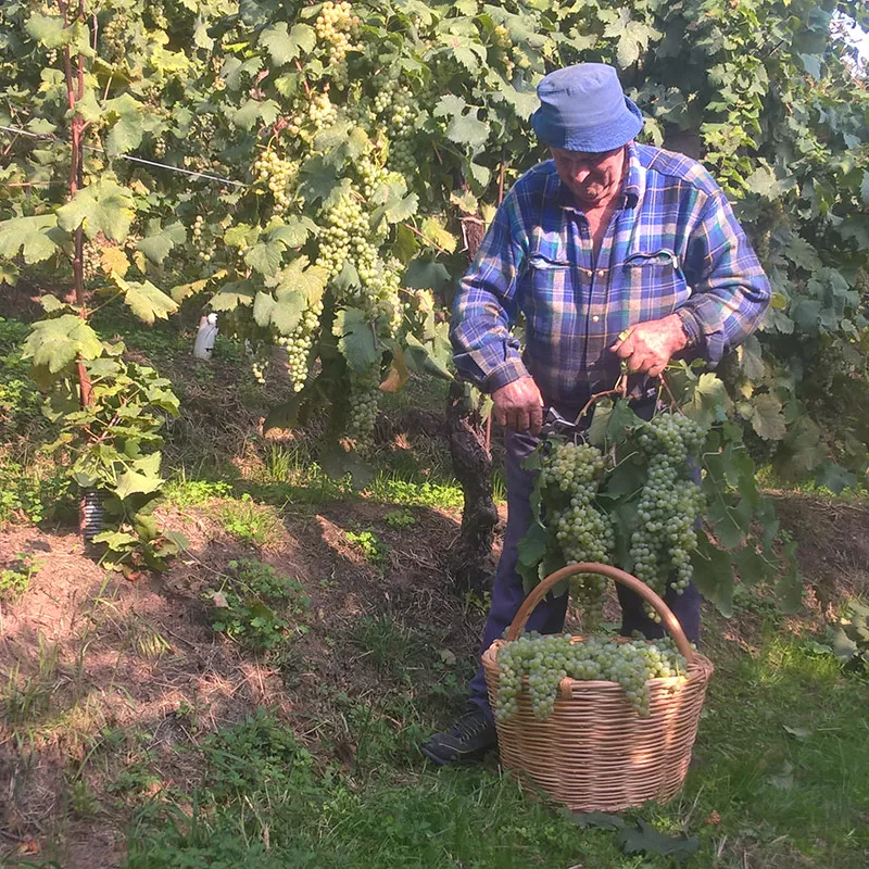 vigneti del conegliano valdobbiadene prosecco superiore docg